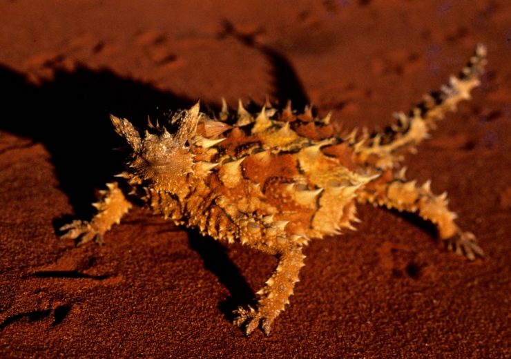 animales desérticos Archives - National Geographic en Español