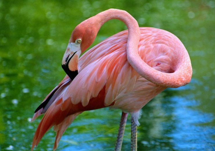 Flamingo Archives - National Geographic en Español