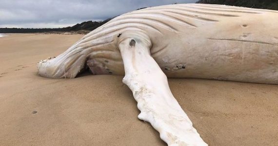 ballena jorobada Australia