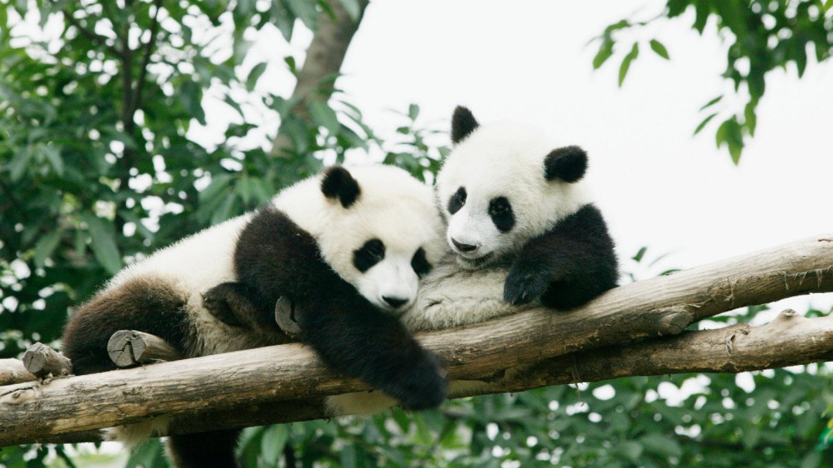 El sorprendente ciclo de vida del oso panda - National Geographic en Español