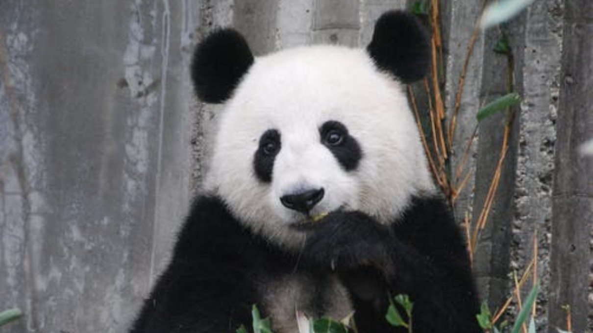 Oso Panda (Ailuropoda melanoleuca) - Dónde vive, características y