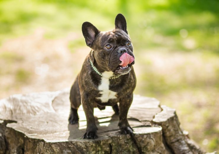 bulldog francés Archives - National Geographic en Español