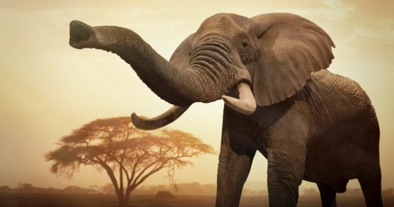 Cuánto miden los colmillos de elefante