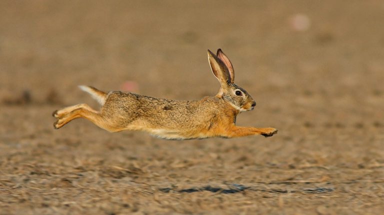 Qué Diferencias Hay Entre Los Conejos Y Las Liebres