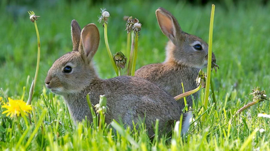 Qué Diferencias Hay Entre Los Conejos Y Las Liebres