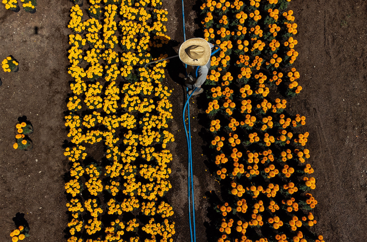 Cómo diferenciar el cempasúchil mexicano tradicional del importado desde  China | National Geographic en Español