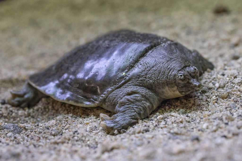 Nacen 41 tortugas de caparazón blando en San Diego - National ...