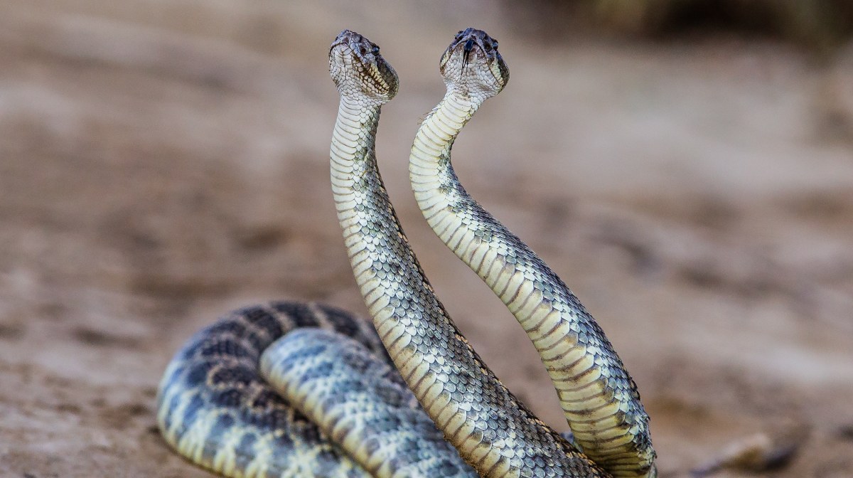 [Animals] What is the difference between a snake, a viper and a snake ...