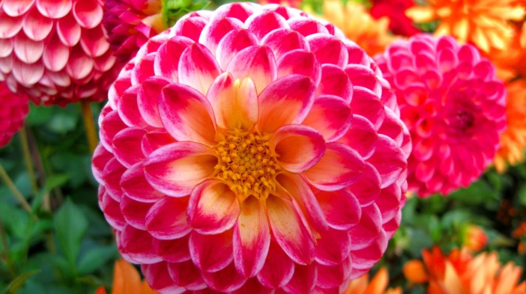 Dalia La Flor Nacional De México Que Conquistó Al Mundo 2476