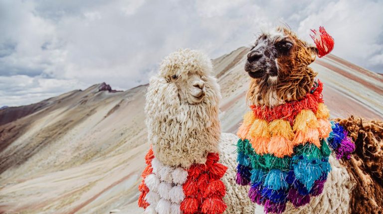 ¿Cuál es la diferencia entre una llama y una alpaca?