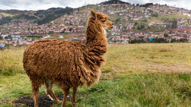 ¿Cuál es la diferencia entre una llama y una alpaca?