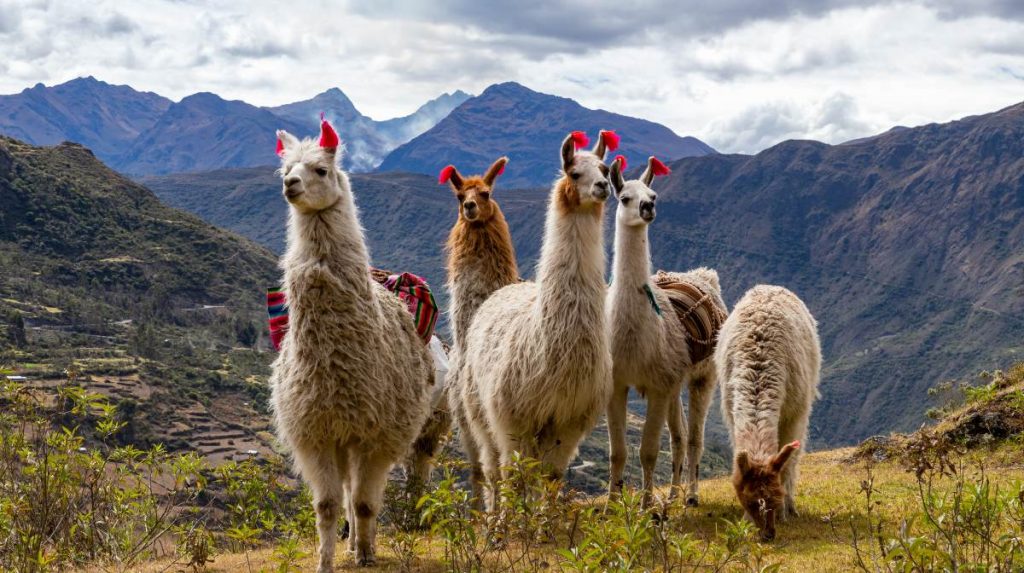 ¿Cuál es la diferencia entre una llama y una alpaca?