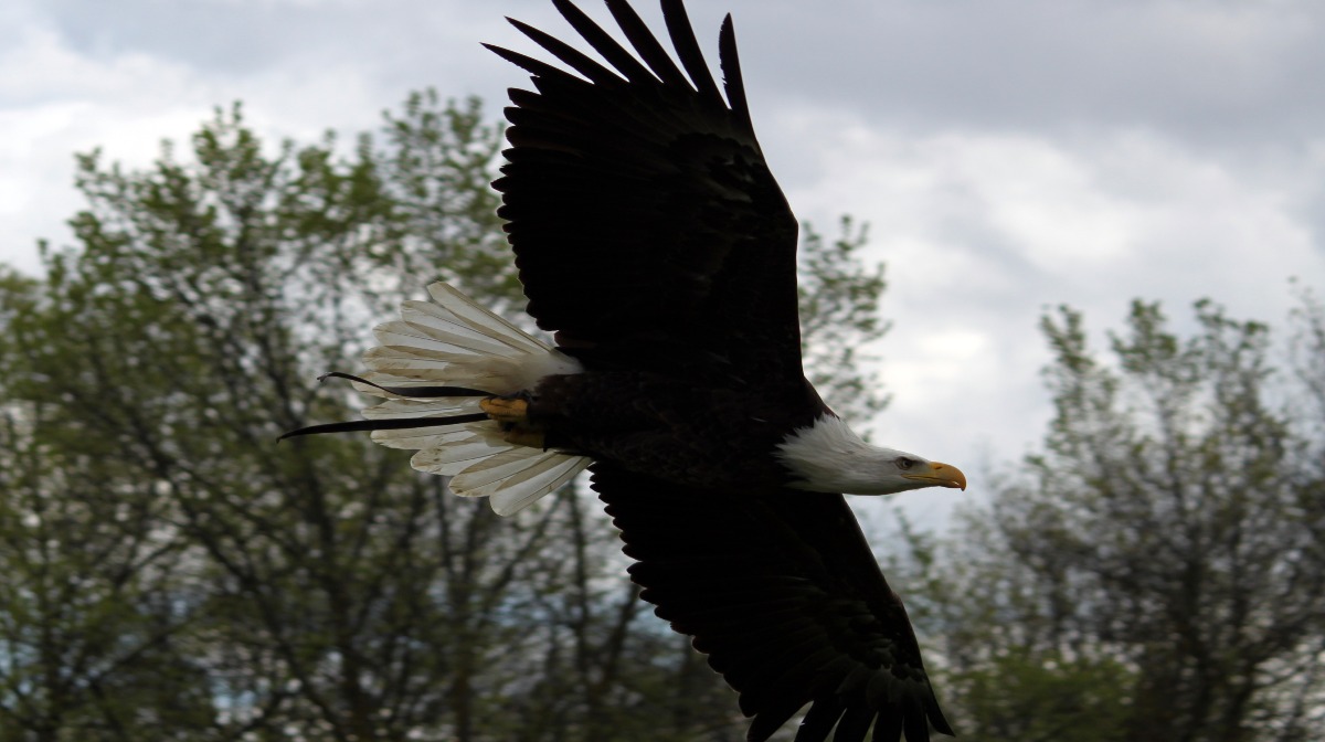Libertad, sabiduría y valor: así es el águila calva, el ave que domina los  cielos de Norteamérica | National Geographic en Español