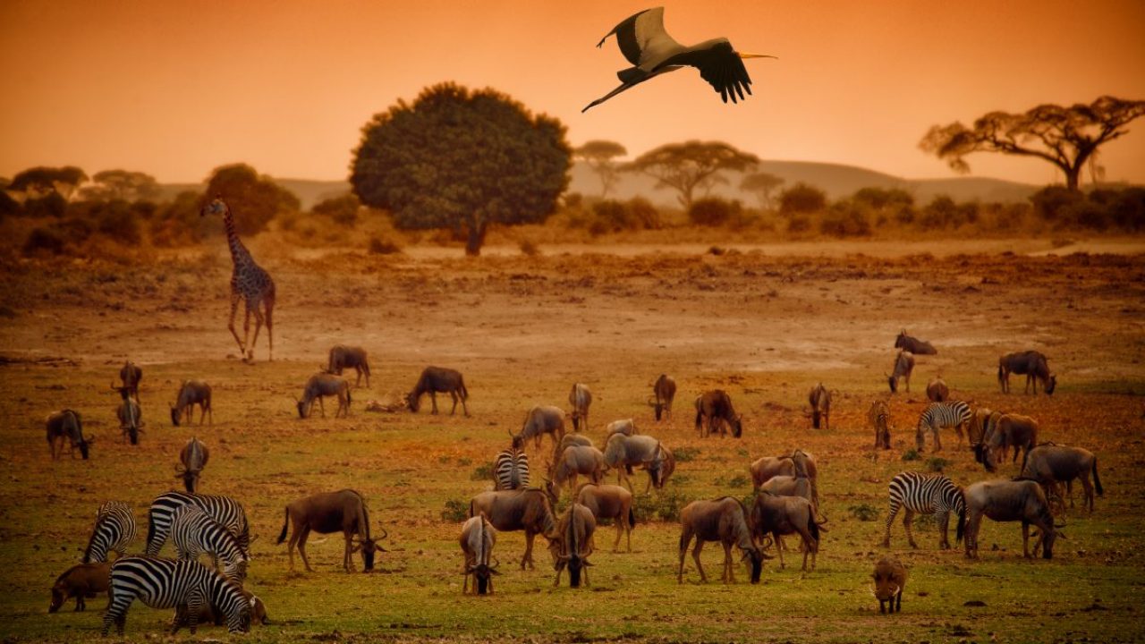 Qué es la biodiversidad y por qué es importante para la Tierra