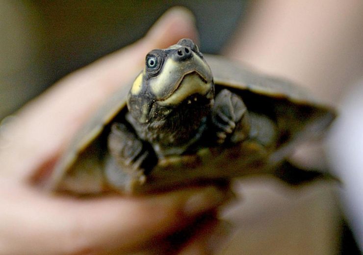 Tortugas Fluviales Archives - National Geographic En Español