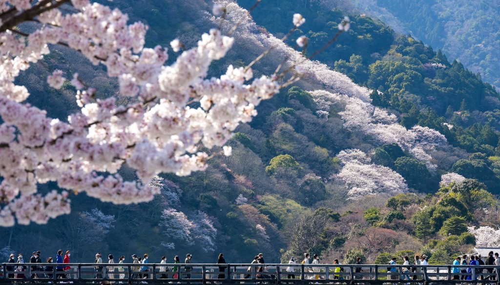 cerezos en Japón