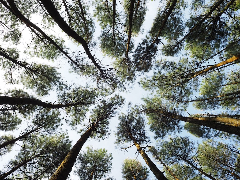 Descubren que los árboles «hablan entre sí» en la profundidad de los  bosques a través de una red subterránea | National Geographic en Español