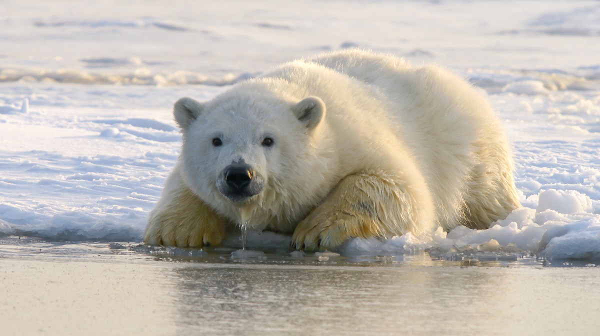 El oso polar moribundo que se ha convertido en símbolo de la lucha contra  el cambio climático