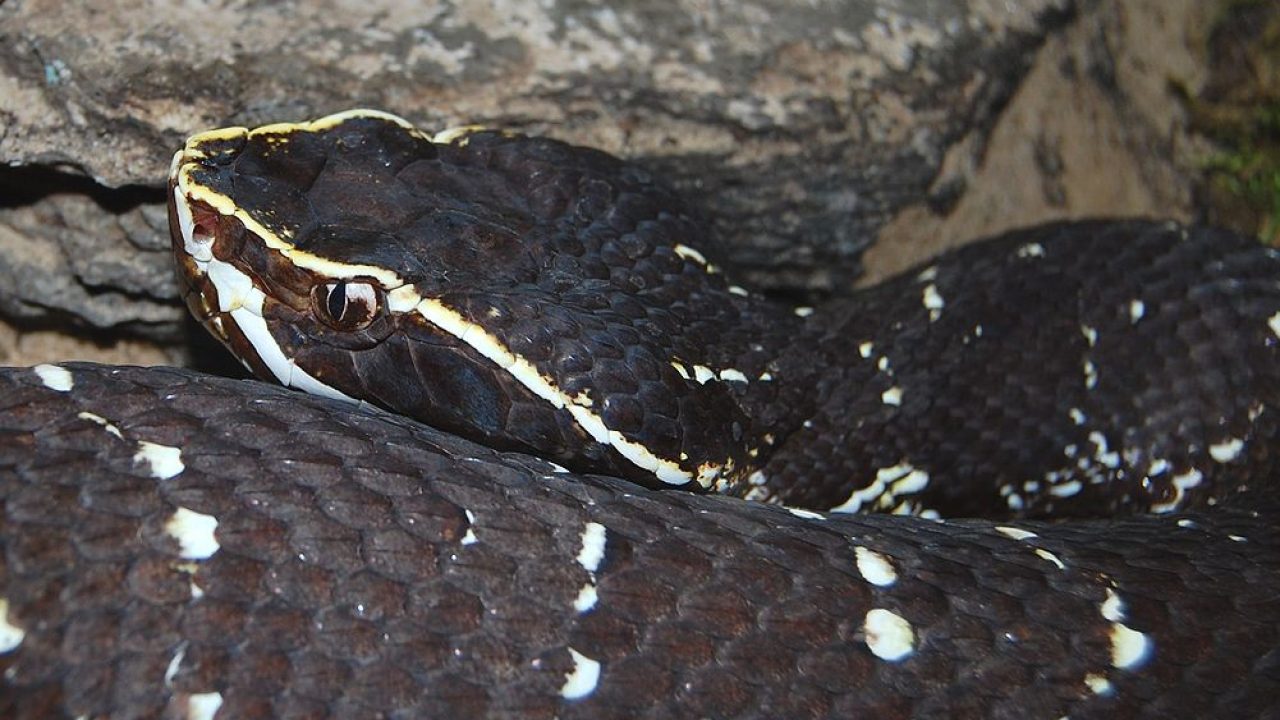 animales serpiente blanca