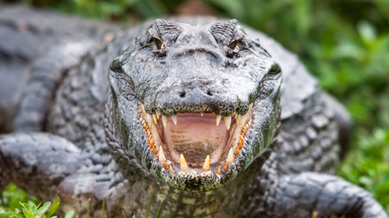 Cuál es la diferencia entre un caimán y un cocodrilo? | National Geographic  en Español