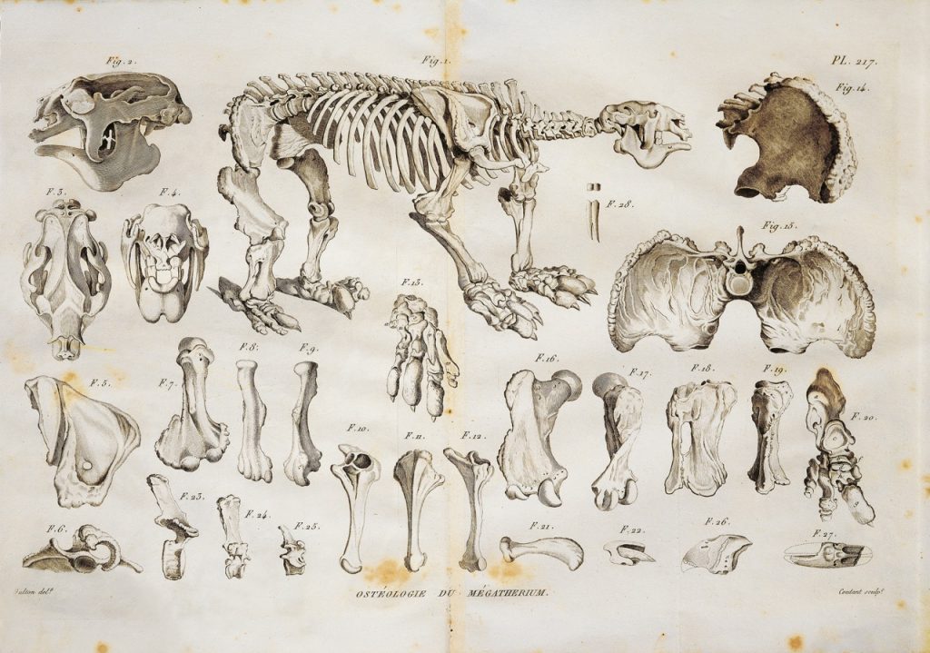 La Extinción De La Megafauna Comenzó Antes De Que Los Humanos Existieran