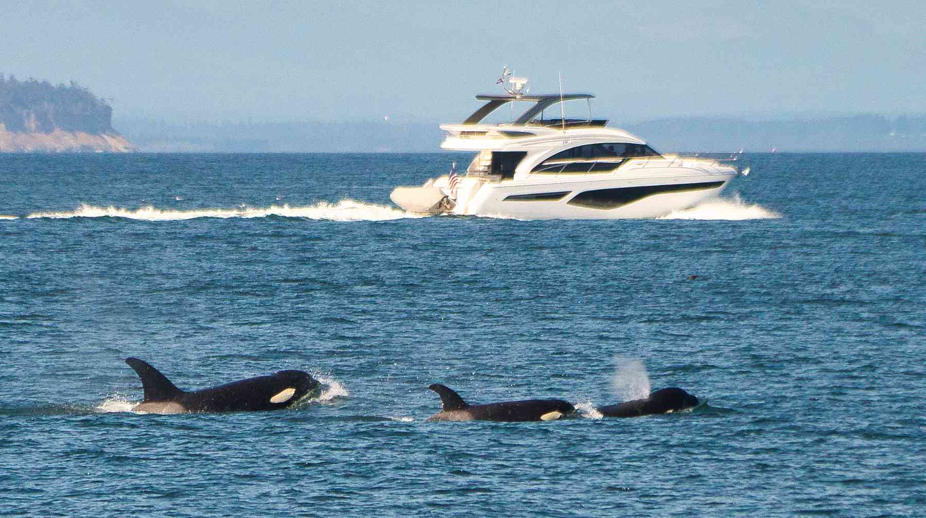 ¿Por Qué Las Orcas Siguen Atacando Barcos En El Mar?