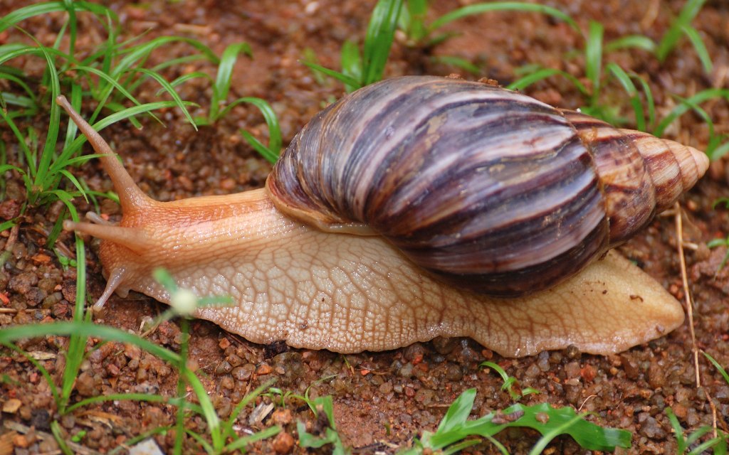 Caracol gigante africano: el exótico molusco invasor que escupe parásitos