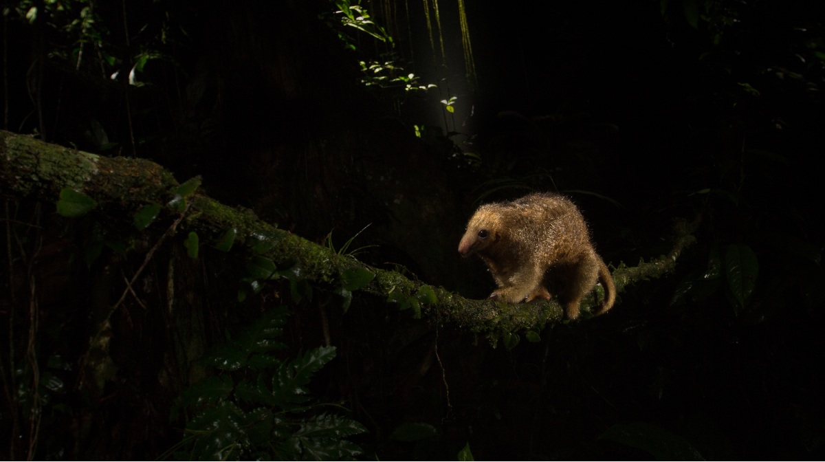 Día Mundial del Oso Hormiguero