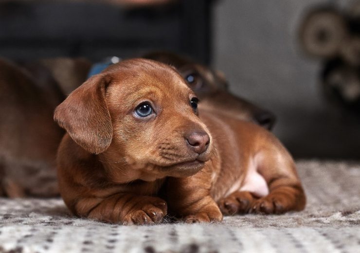 Perro Salchicha Archives National Geographic En Español