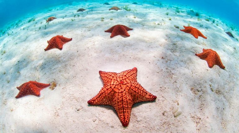 Misterio resuelto: Por fin sabemos qué son las estrellas de mar
