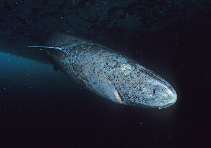 animal más viejo del mundo Archives - National Geographic en Español