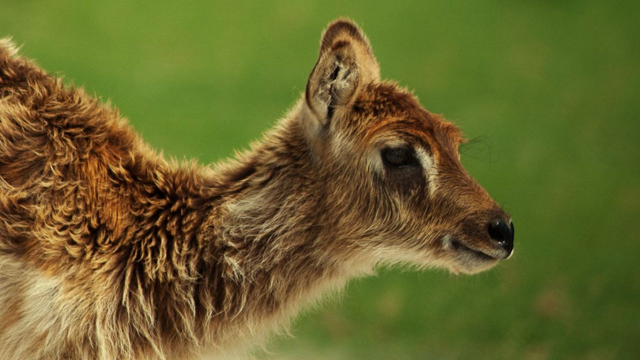 son los ciervos peligrosos para los perros