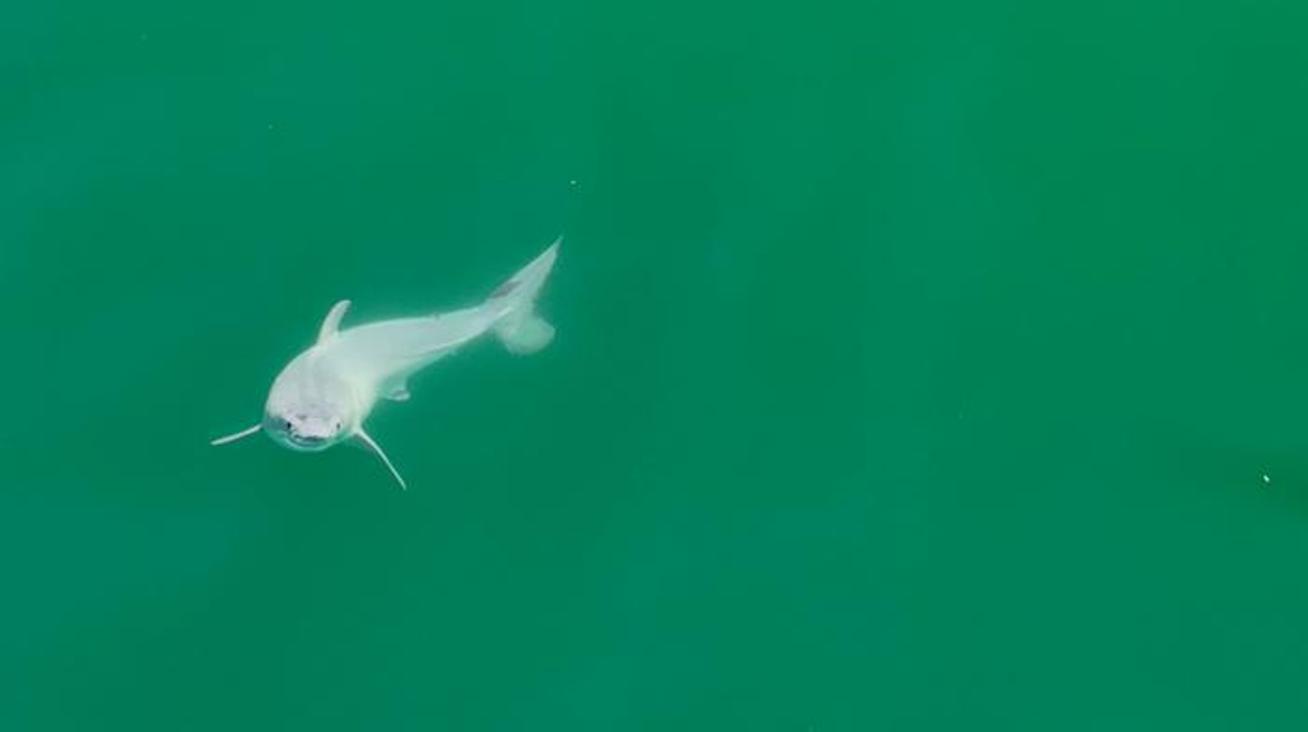 Este tiburón planctívoro parecido a una mantarraya surcó los océanos del  Cretácico Tardío