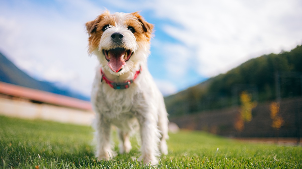 Por qué los perros mueven la cola