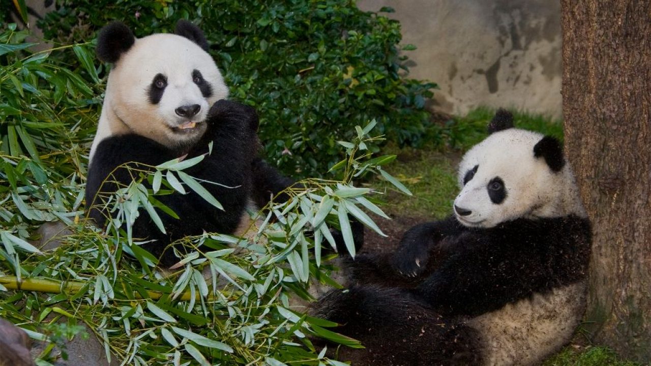 San Diego Zoo prepara el regreso de pandas gigantes a Estados Unidos