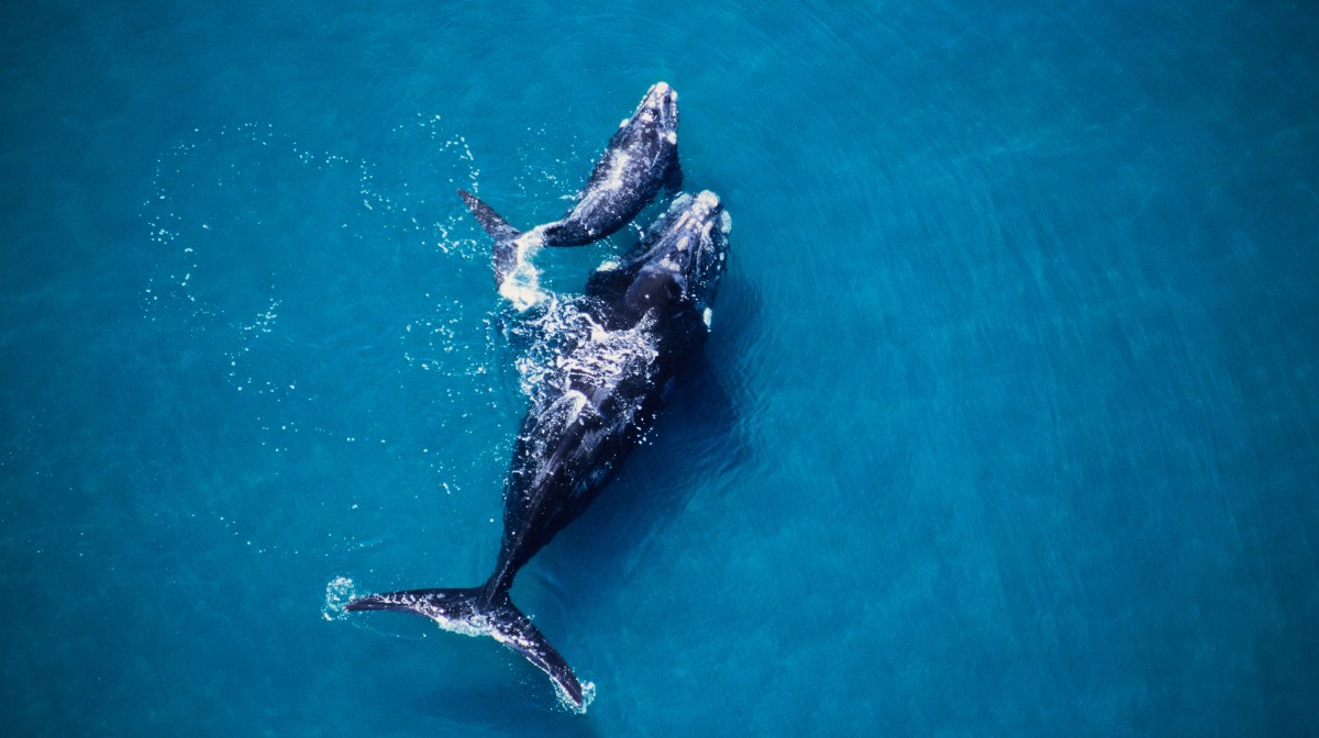 Día Mundial de los Oceános: animales marinos en peligro de extinción