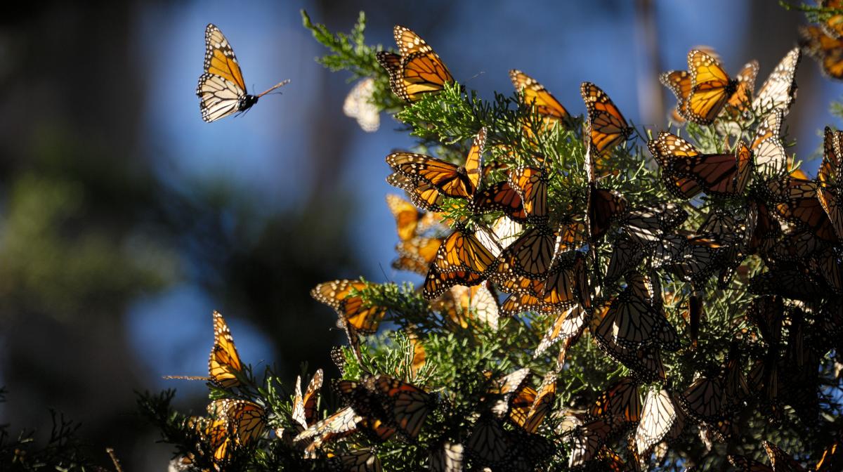 La présence du papillon monarque diminue de plus en plus au Mexique.  C’est la raison