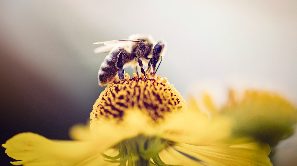 ¿por Qué Las Abejas Son Tan Importantes Para Mantener Vivo Al Planeta 