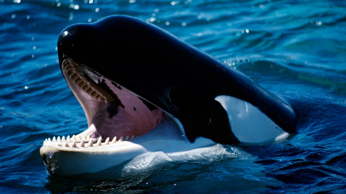 SORPRENDENTE: Orca comiendo tiburón blanco fue captada en video por primera  vez