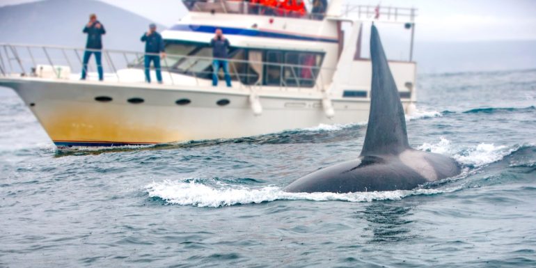 Los ataques de orcas van en aumento