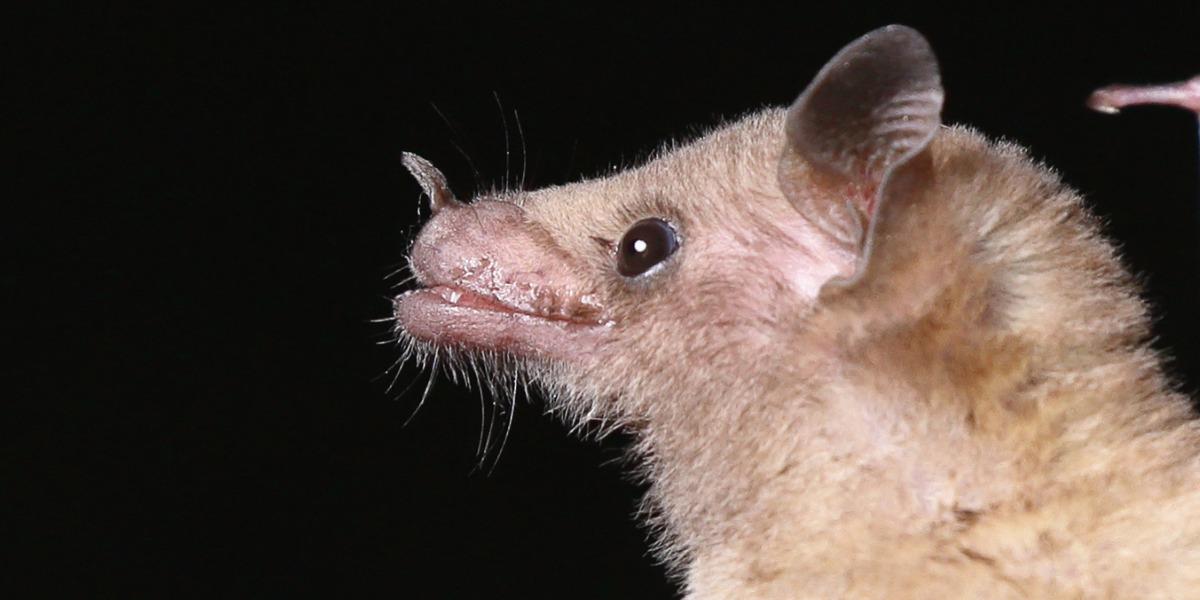 Polinización por murciélagos