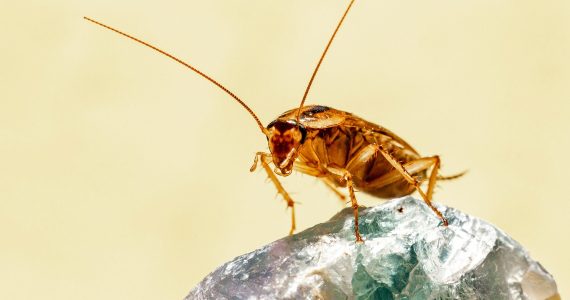 súper cucaracha
