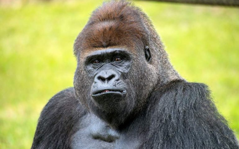 La trágica historia de Harambe, el gorila asesinado por un “descuido” en el Zoológico de Cincinnati