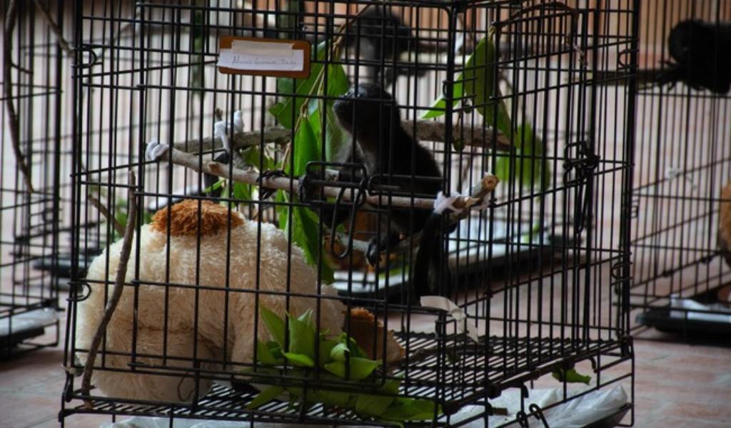 Monos aulladores rescatados en Tabasco