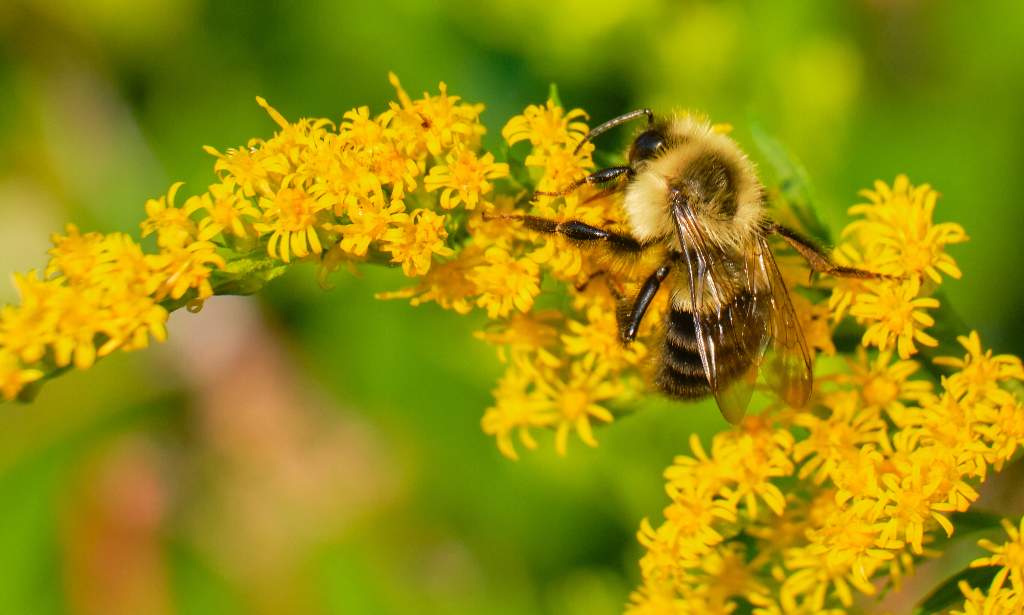 Científicos descubren por accidente que algunas abejas pueden hibernar bajo el agua