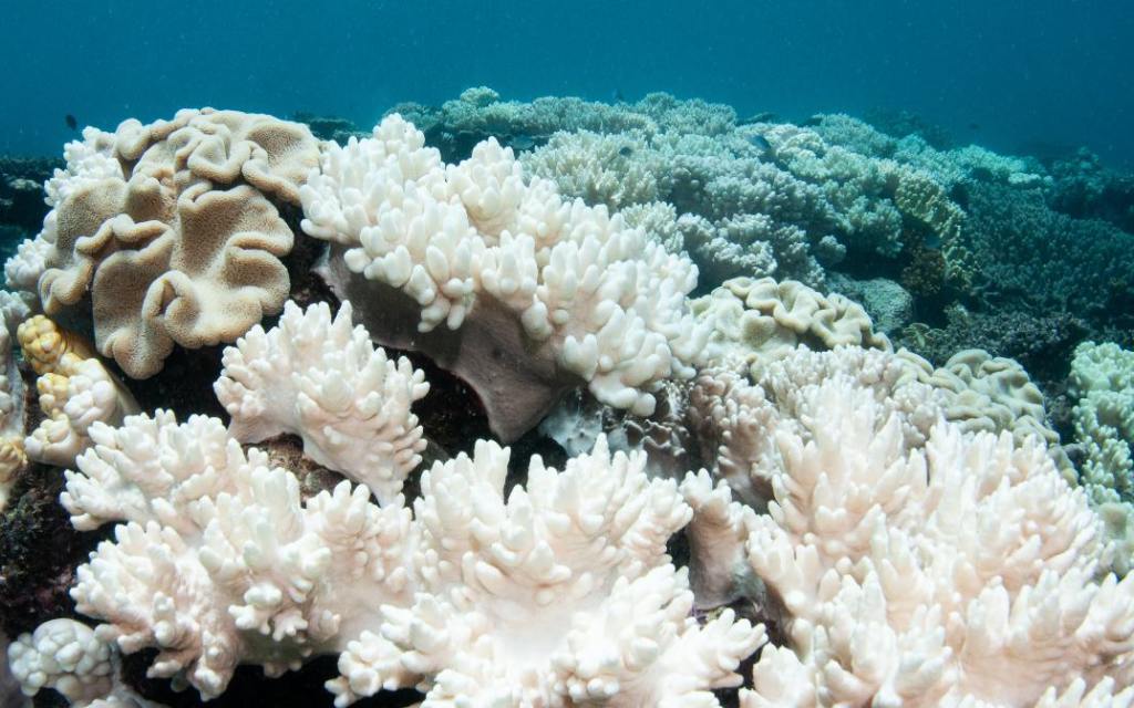 blanqueamiento de arrecifes de coral