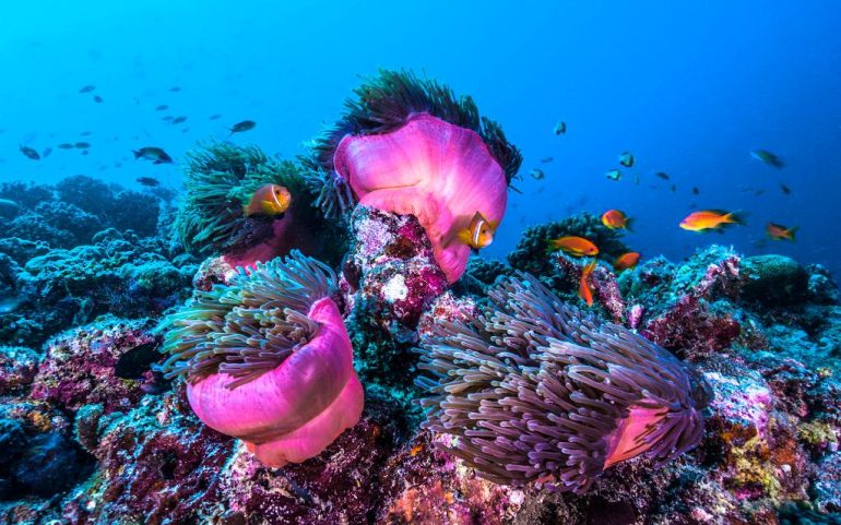 El cuarto blanqueamiento mundial de arrecifes de coral está en marcha