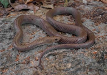 esta-nueva-serpiente-en-tailandia-es-capaz-de-escalar-montanas-con-sus-gigantescos-colmillos-de-cuchilla