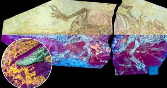 las-plumas-los-fosiles-para-descubrir-la-anatomia-del-pasado