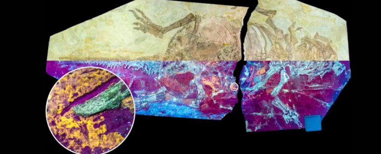las-plumas-los-fosiles-para-descubrir-la-anatomia-del-pasado
